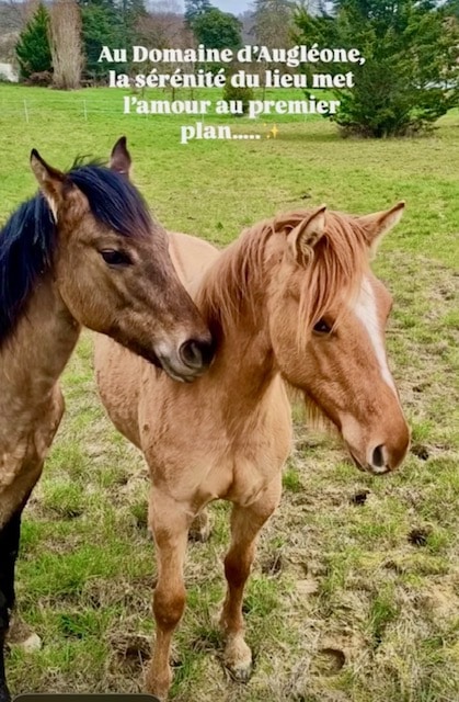 Chevaux au Domaine d’Augléone : Un Moment de Sérénité Chevaux complices au Domaine d'Augléone. Texte : la sérénité du lieu met l'amour au premier plan.